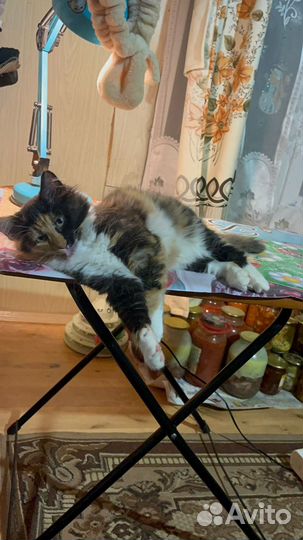 Трехцветный котенок девочка