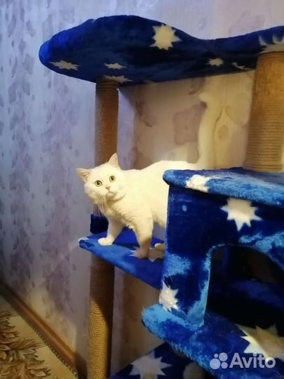 Вязка,Шотландский прямоухий кот