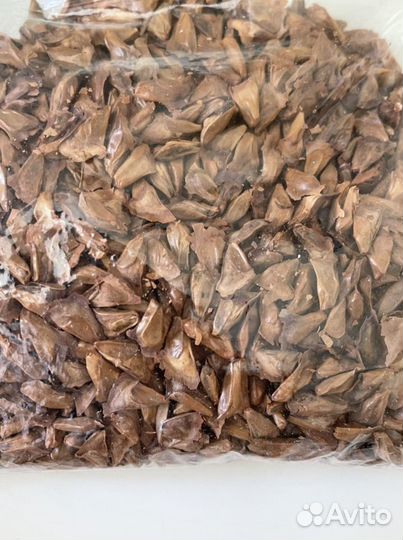 Семена хвойных деревьев