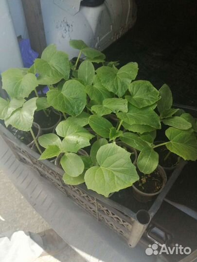 Рассада разная