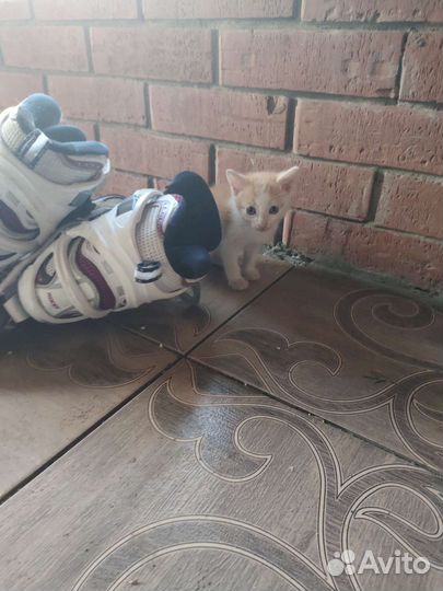 Кошки бесплатно