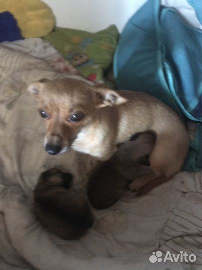Продам щенков