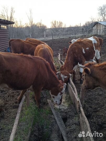 4 коровы, 2 телки, и одна телка стельная