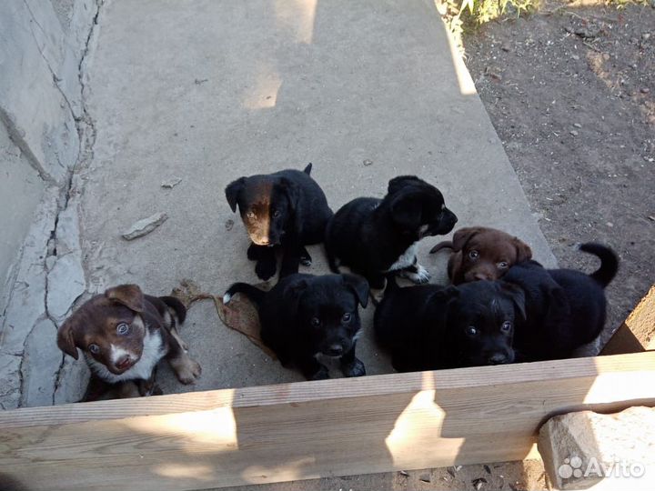 Щенки от Австралийский Келпи