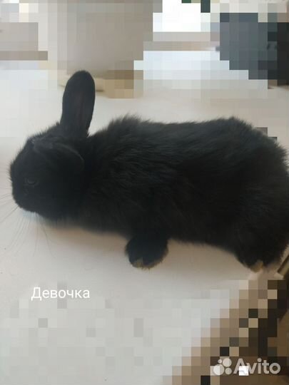 Декоративные кролики