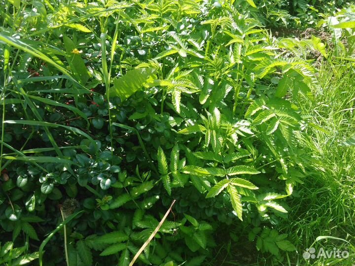 Саженцы Ежемалина(тибецкая малина)