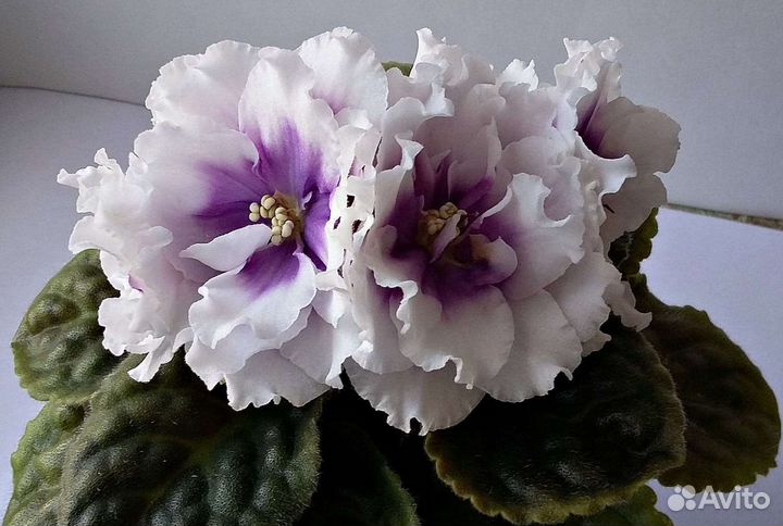 Сортовые фиалки