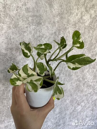 Эпипремнум (сциндапсус) н джой