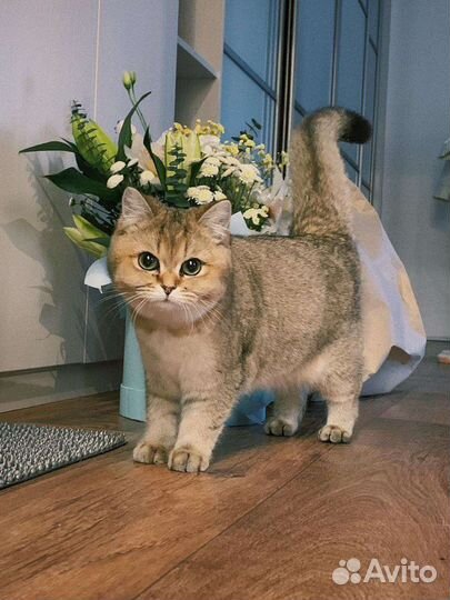 Стрижка домашних животных на дому