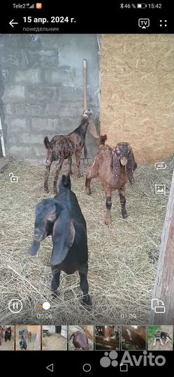 Козлы камори