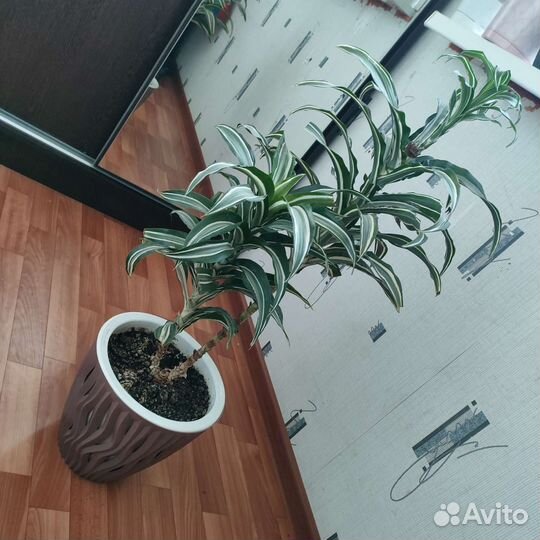 Драцена душистая