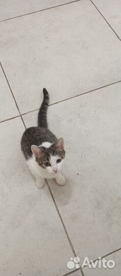 Отдам бесплатно