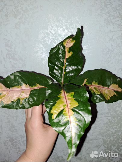 Граптофиллум расписной