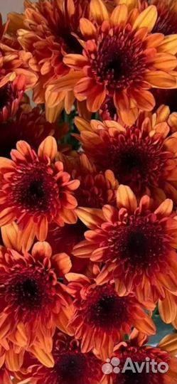 Хризантема микс разных сортов(опт)