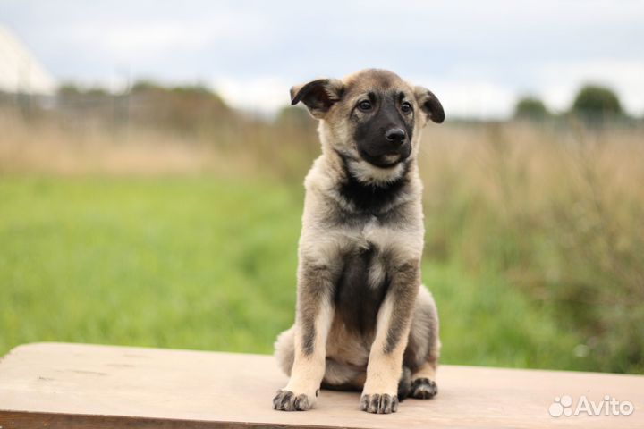 Ищем дом для щенков
