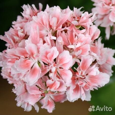 Пеларгония Edwards finn(стеллар) и розебунда Anita