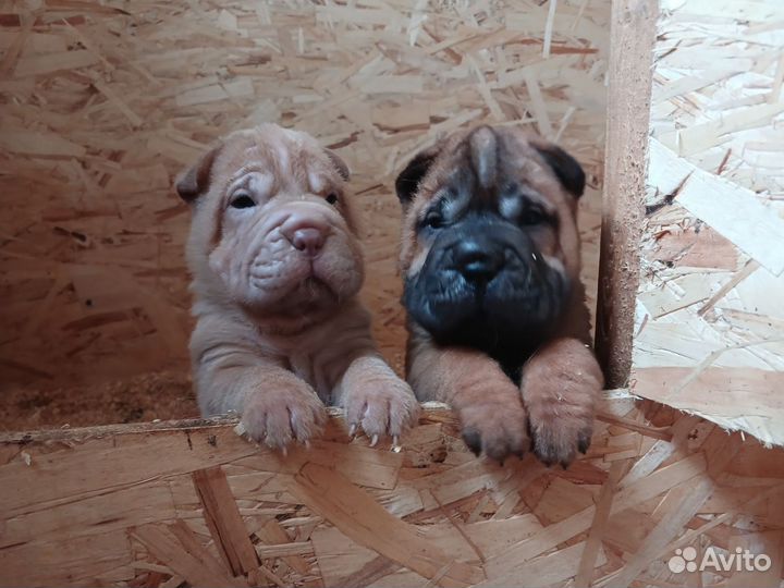 Шарпей щенки