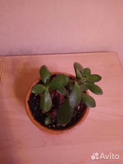 Комнатные растения