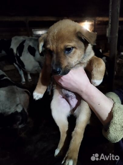 Собака в добрые руки щенок