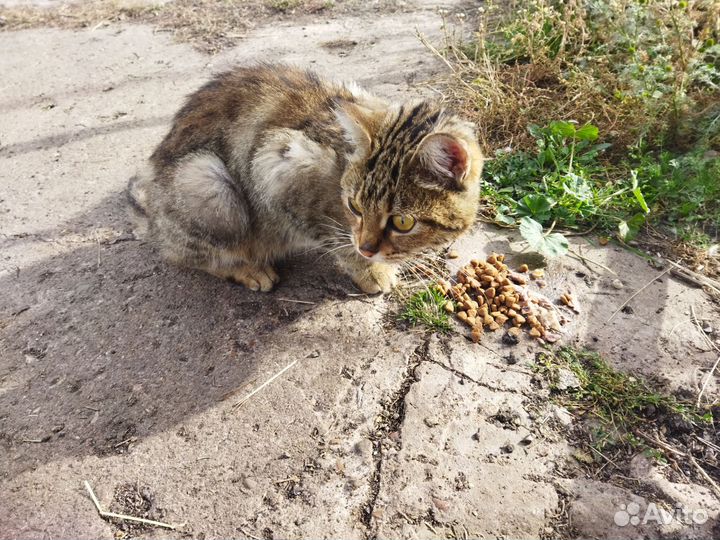 Брошенная кошка