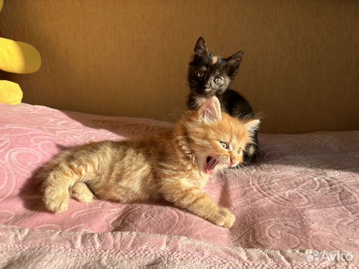 Котики бесплатно
