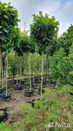 Клен остролистный Глобозум, высота штамба 80 см