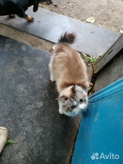 Отдаем в добрые руки