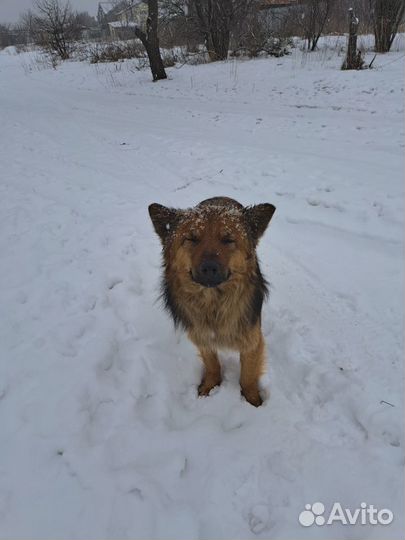 Собака в добрые руки