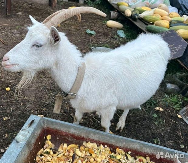 Коза дойная 2 шт