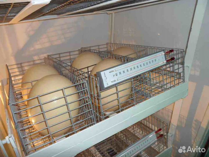 Инкубаторы с автоматическим поворотом яиц