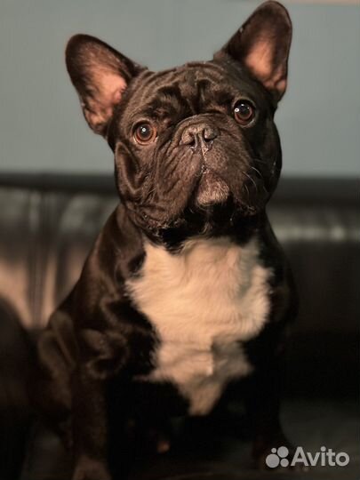 Французский бульдог вязка кобель