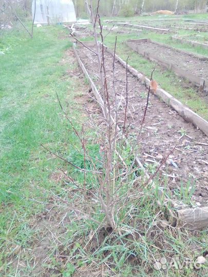 Тернослива