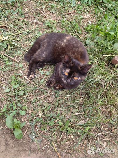 Отдам кошку