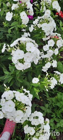 Флоксы (саженцы). Золотарник. Люпин