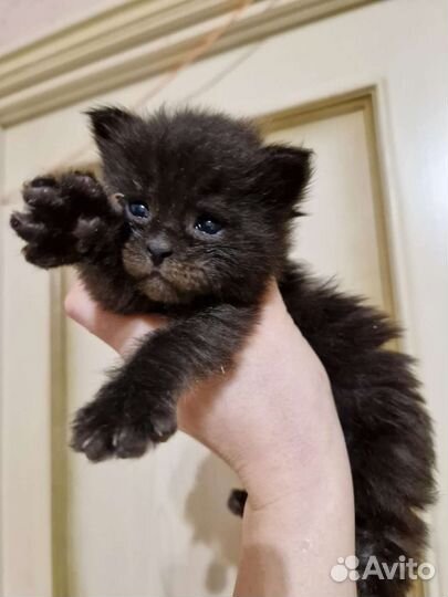 Мейн-Кун котята