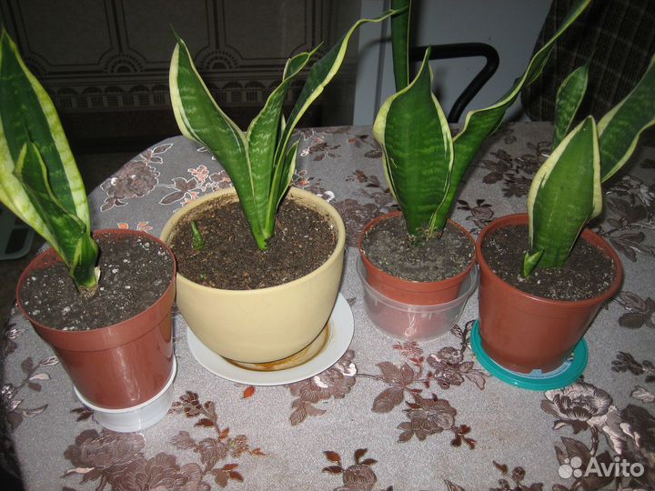 Комнатные растения