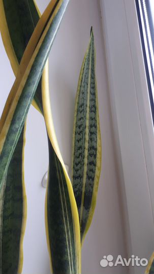 Сансевьерия трехполосная