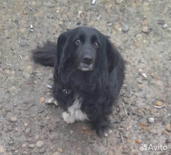 Люсичка в добрые руки