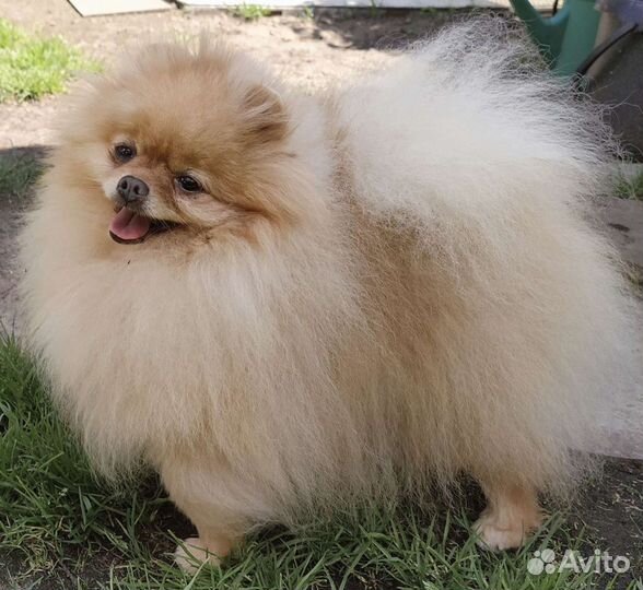 Померанский шпиц, вязка