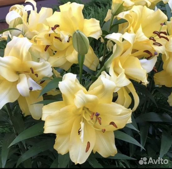 Лилии от гибрид Экзотик Сан