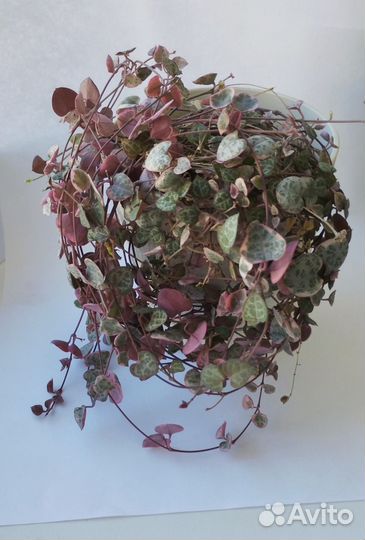 Циропегия вуда