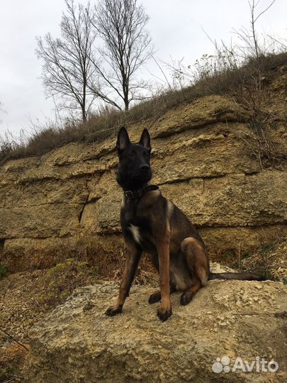 Малинуа Вязка