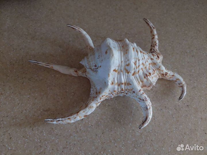 Морские ракушки