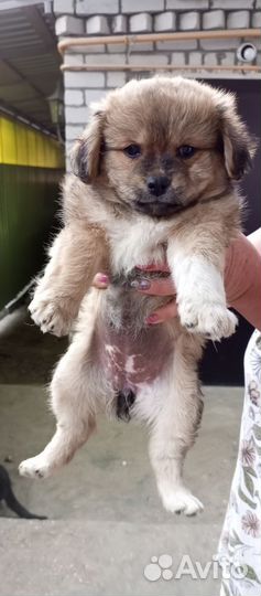 Щенок в добрые руки бесплатно