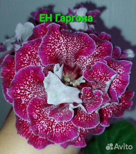 Глоксиния. Листы, клубни, детки