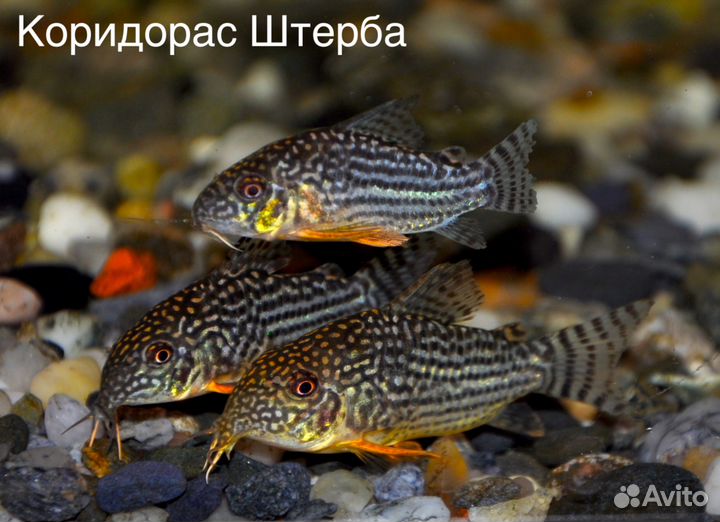 Барбусы и Коридорасы