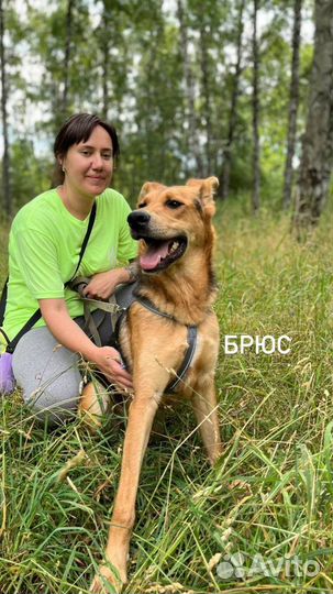 Добрый и ласковый пес в поисках семьи