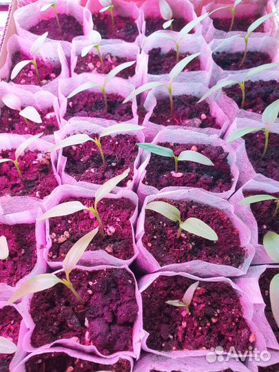 Перец болгарский рассада