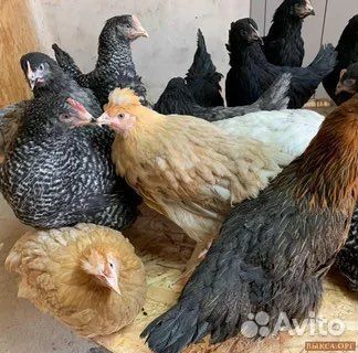 Куры молодки(несушки)