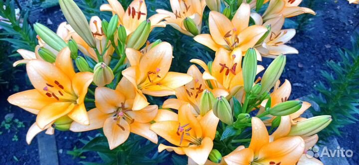 Лилии луковицы